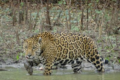 Imagem da notícia Dia Internacional da Onça-Pintada: Descubra fatos e curiosidades sobre o maior felino das Américas